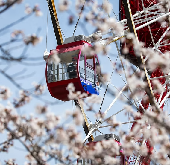 Suzuka ferris wheel framed by cherry blossoms